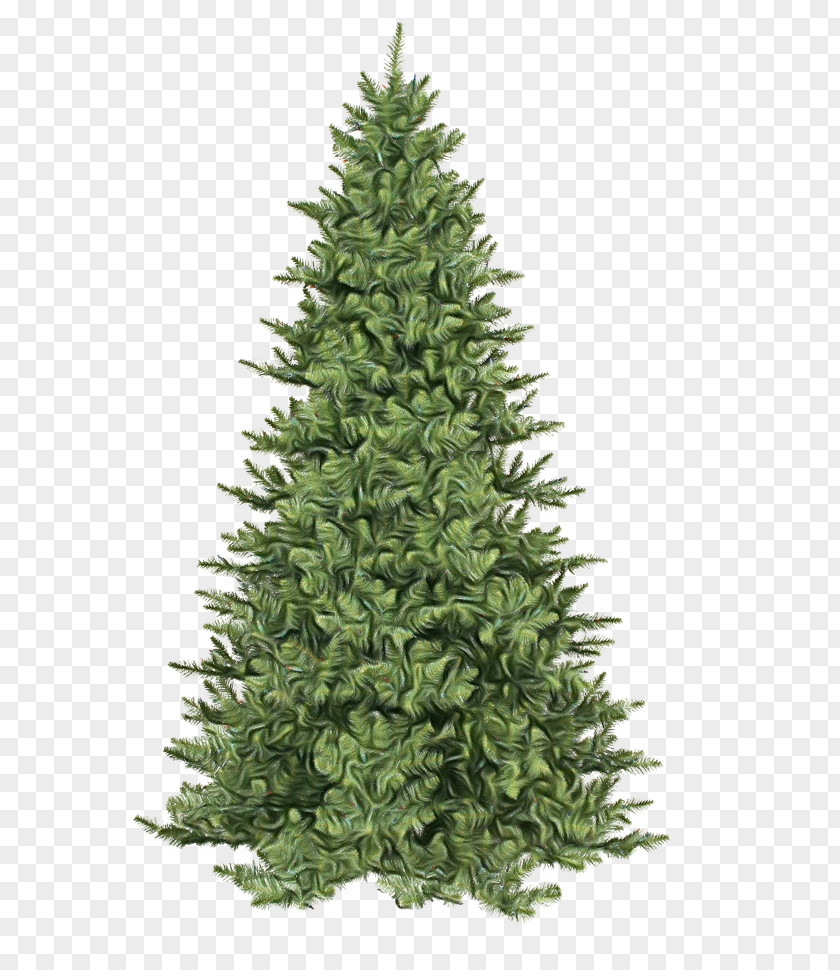 Canadian Fir Christmas Tree PNG