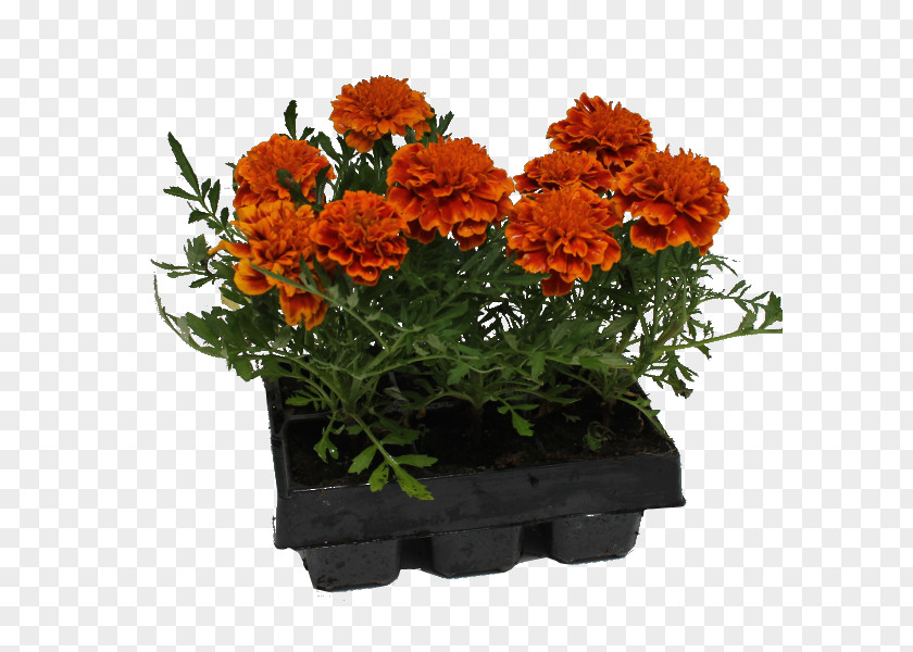 Chrysanthemum Cut Flowers Flowerpot Herb Annual Plant PNG