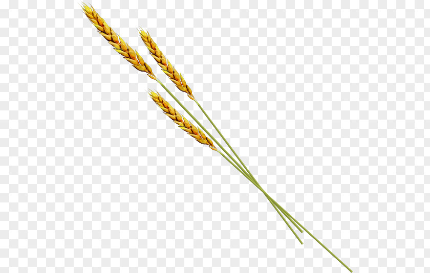Emmer Einkorn Wheat Common Plant Stem PNG