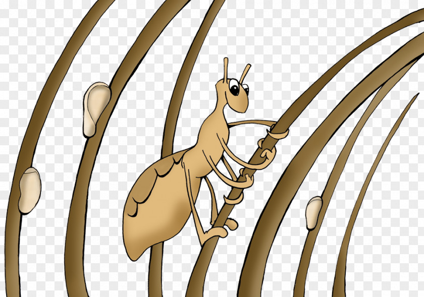Insect Head Louse Liendre Child PNG