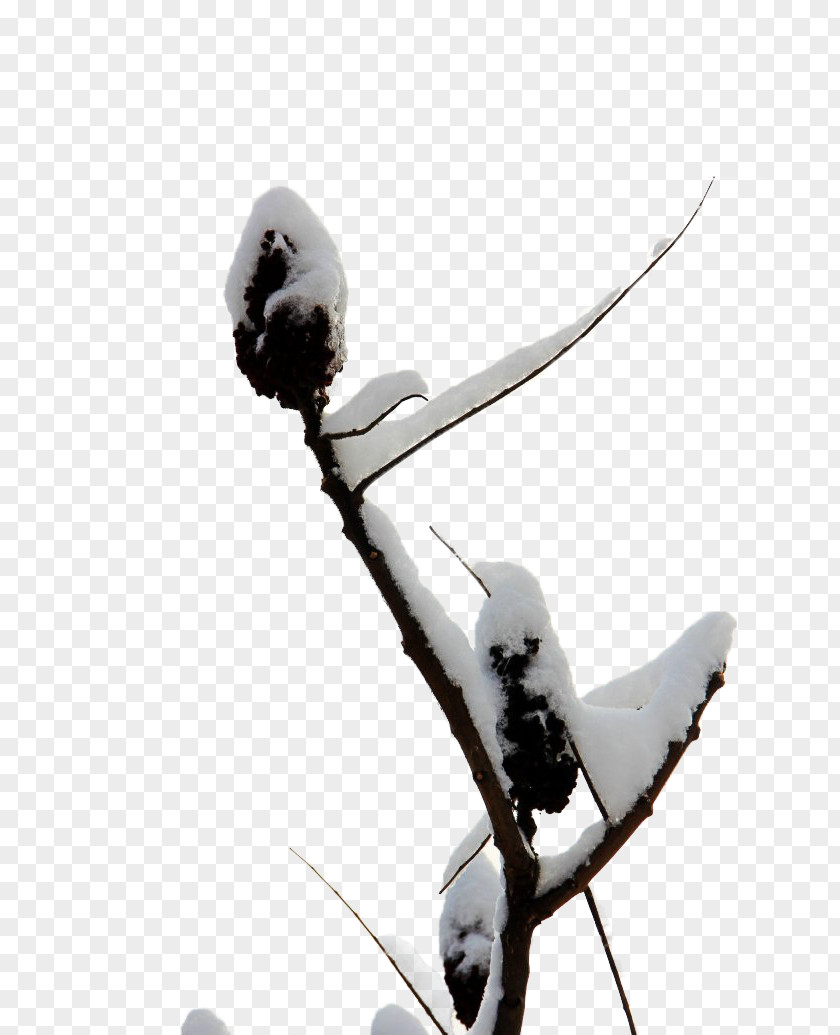 Snow Tree PNG