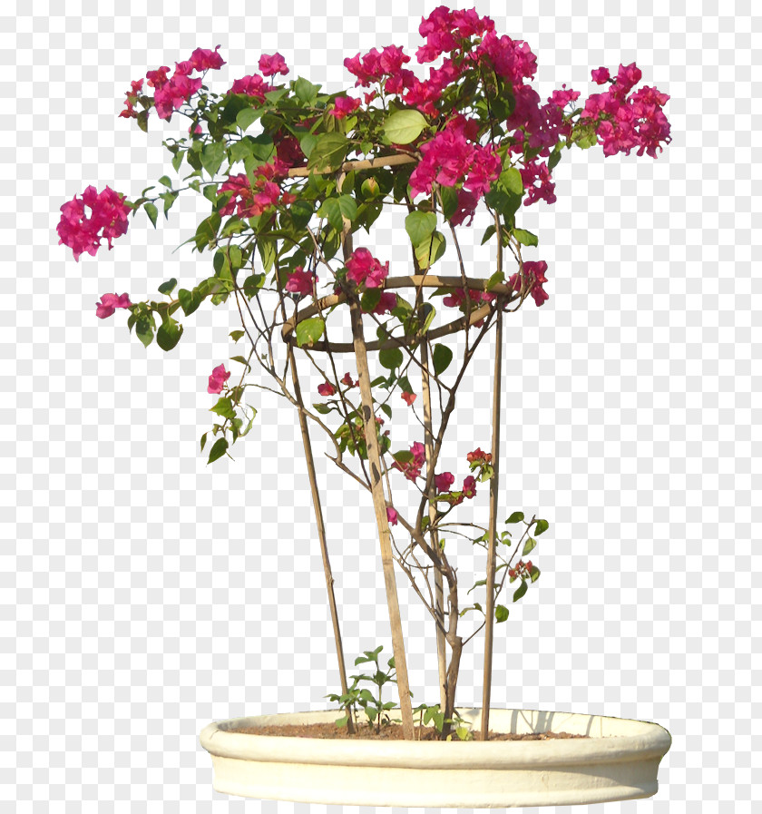 Tropical Flower Flowering Plant Bougainvillea Glabra Shrub PNG