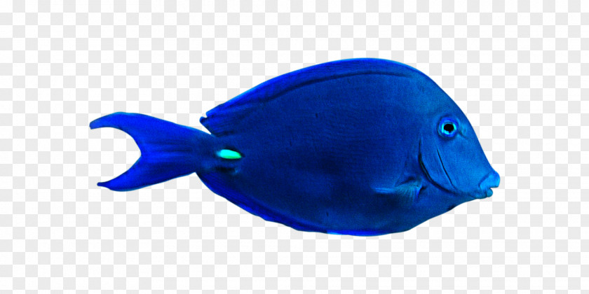 Fish Plastic Marine Mammal .cf PNG