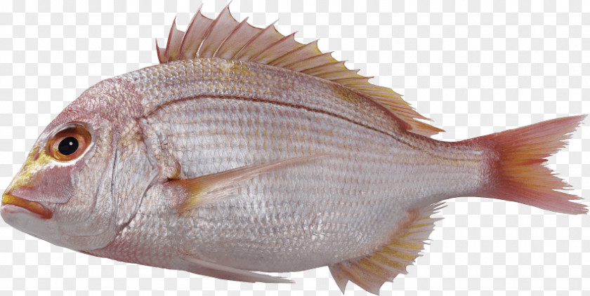 Fish Red Seabream Clip Art Image PNG