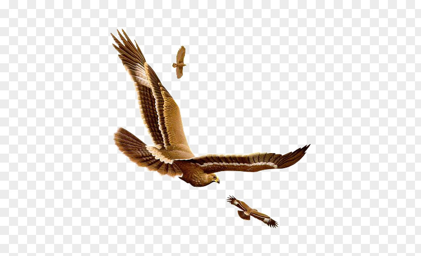 FLying Eagle Bird Owl PNG