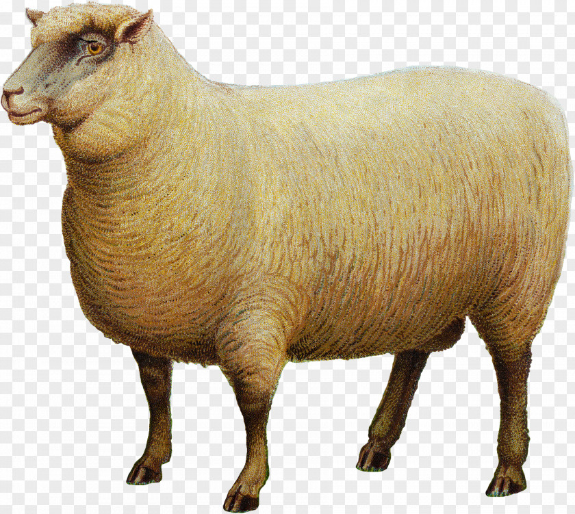 Goat Southdown Sheep Livestock PNG