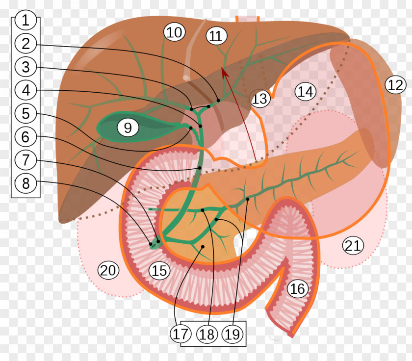 Liver Digestion Lipid Fat Bile Lipase PNG