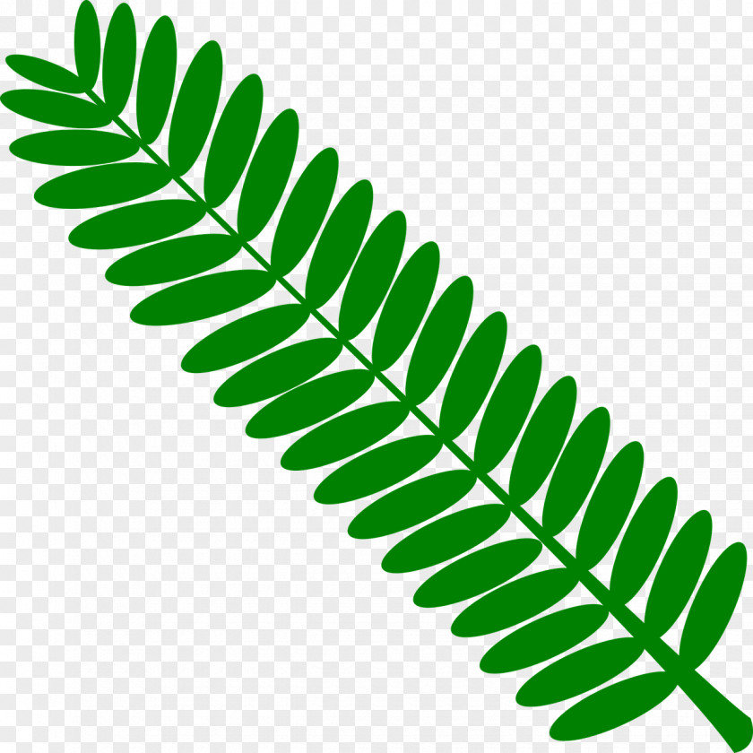 Mimosa Pudica Leaf Pinnation Twig PNG