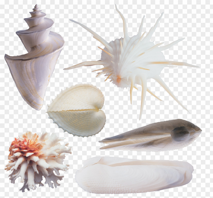 Various Conch Seashell Sea Snail Clip Art PNG