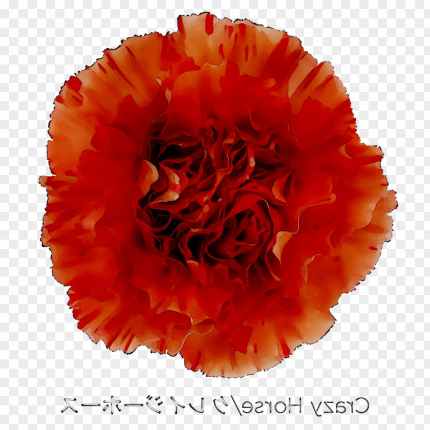 Carnation Cut Flowers PNG