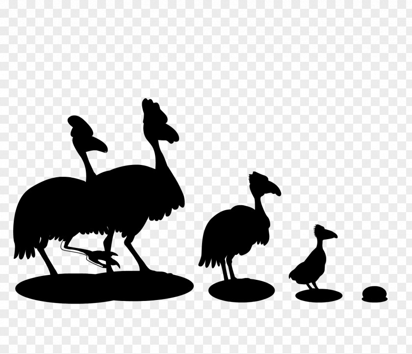 Common Ostrich Emu Clip Art Fauna Beak PNG