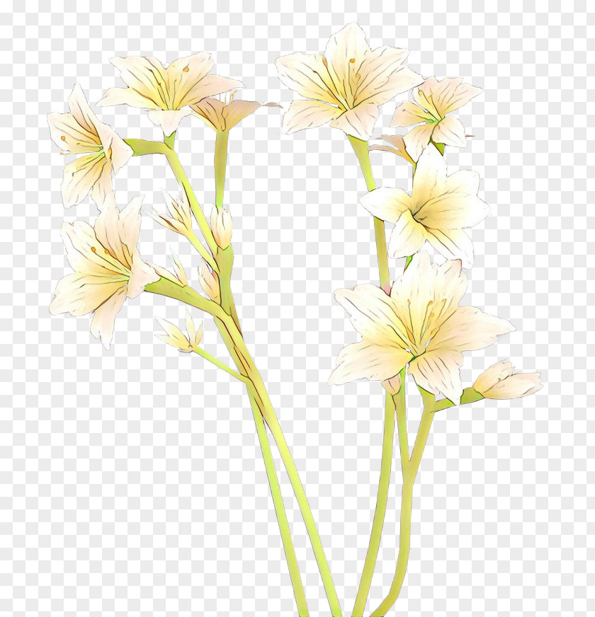 Cut Flowers Petal Plants PNG