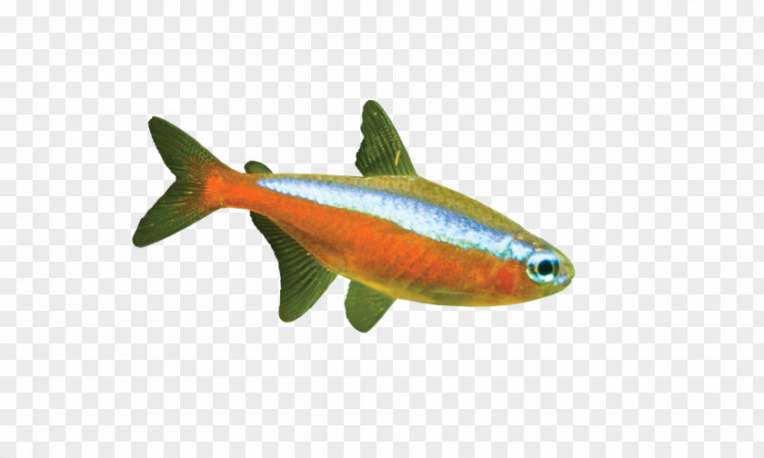 Fish Milkfish Marine Biology Fauna PNG