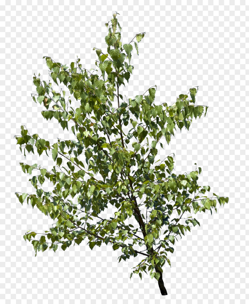 Green Tree Branches Twig Branch Leaf Bark PNG