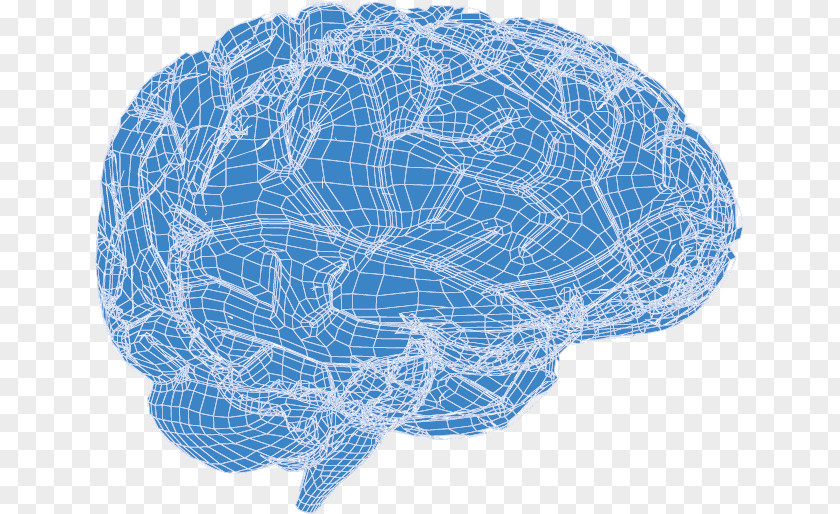 Vector 3d Brain Human Euclidean PNG