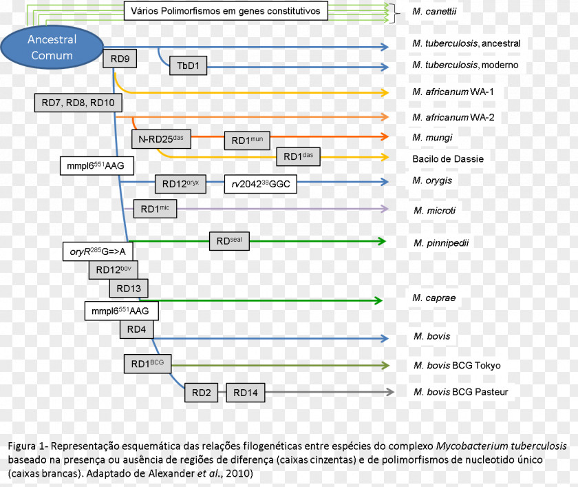 Design Web Page Screenshot Computer Program PNG