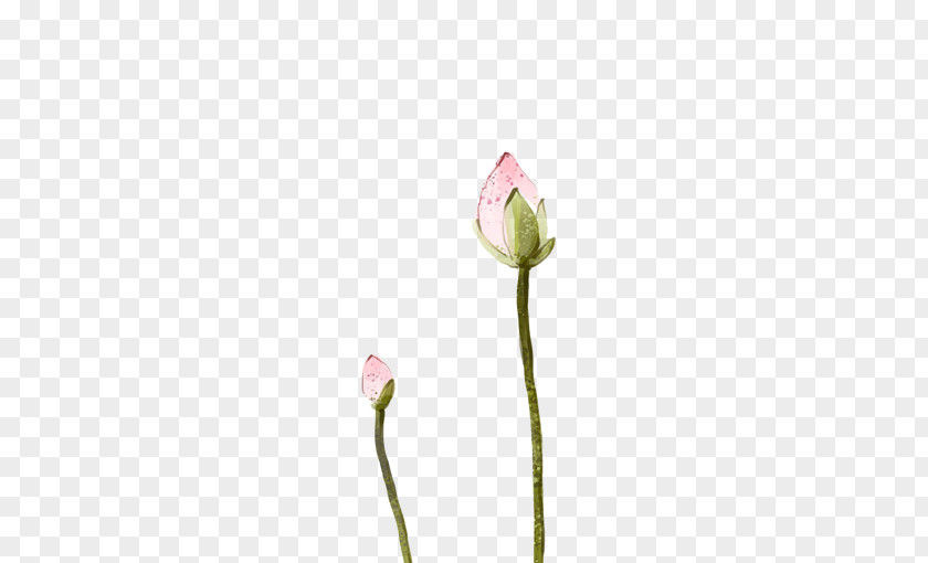 To Be Put Lotus Bud Tulip Cut Flowers Plant Stem Petal PNG