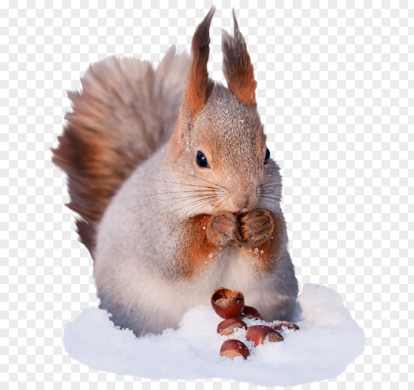 Winter Tree Squirrels Red Squirrel Gray Wolf PNG