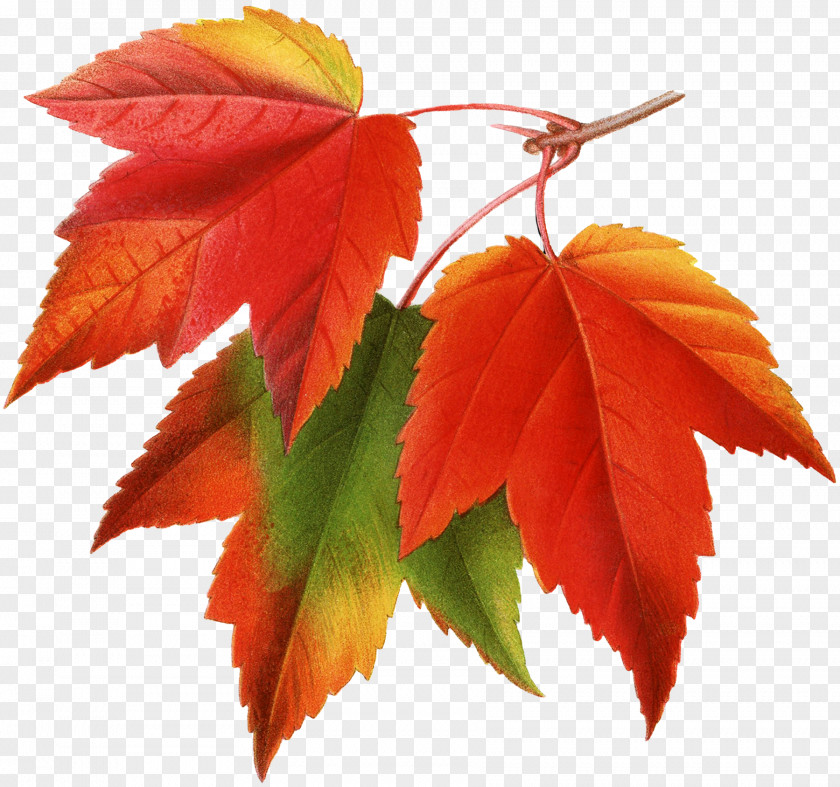 Autumn Leaves Canada Japanese Maple Red Leaf Clip Art PNG