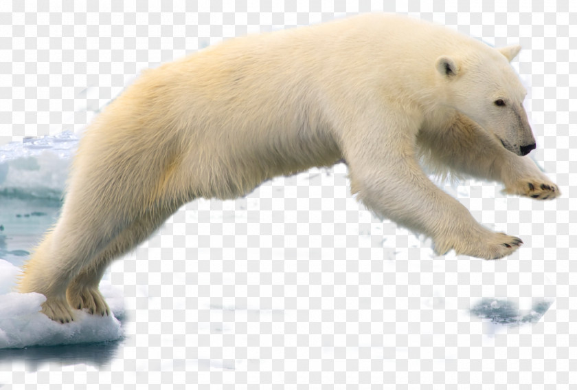 Bear Spitsbergen Polar Walrus PNG