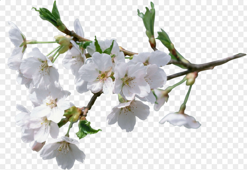 Cherry Blossom Cerasus Flower Clip Art PNG