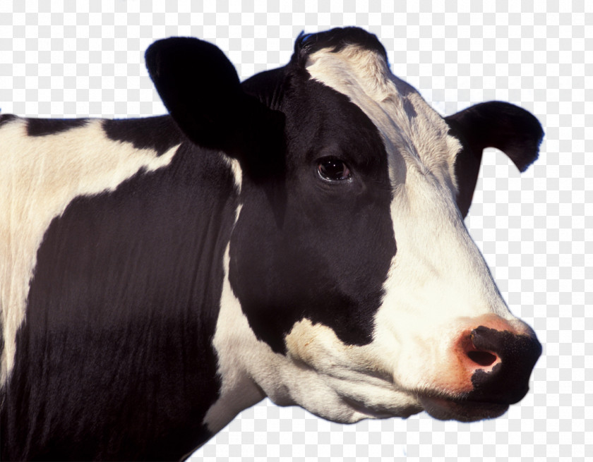 Cow Holstein Friesian Cattle Jersey Guernsey Dairy Livestock PNG