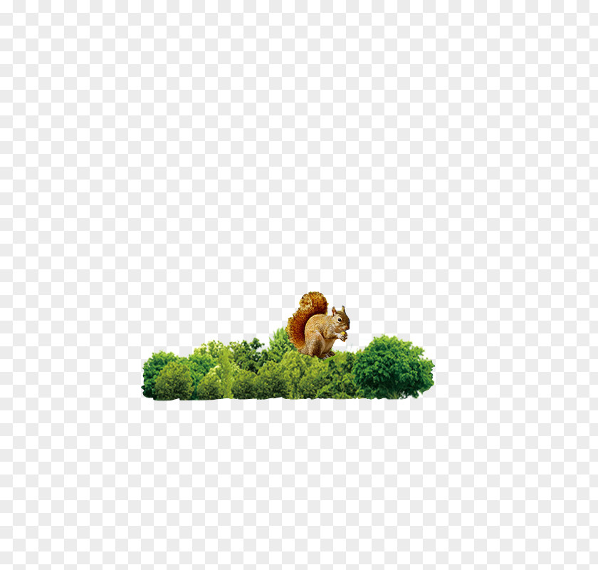 Forest Woodland Icon PNG