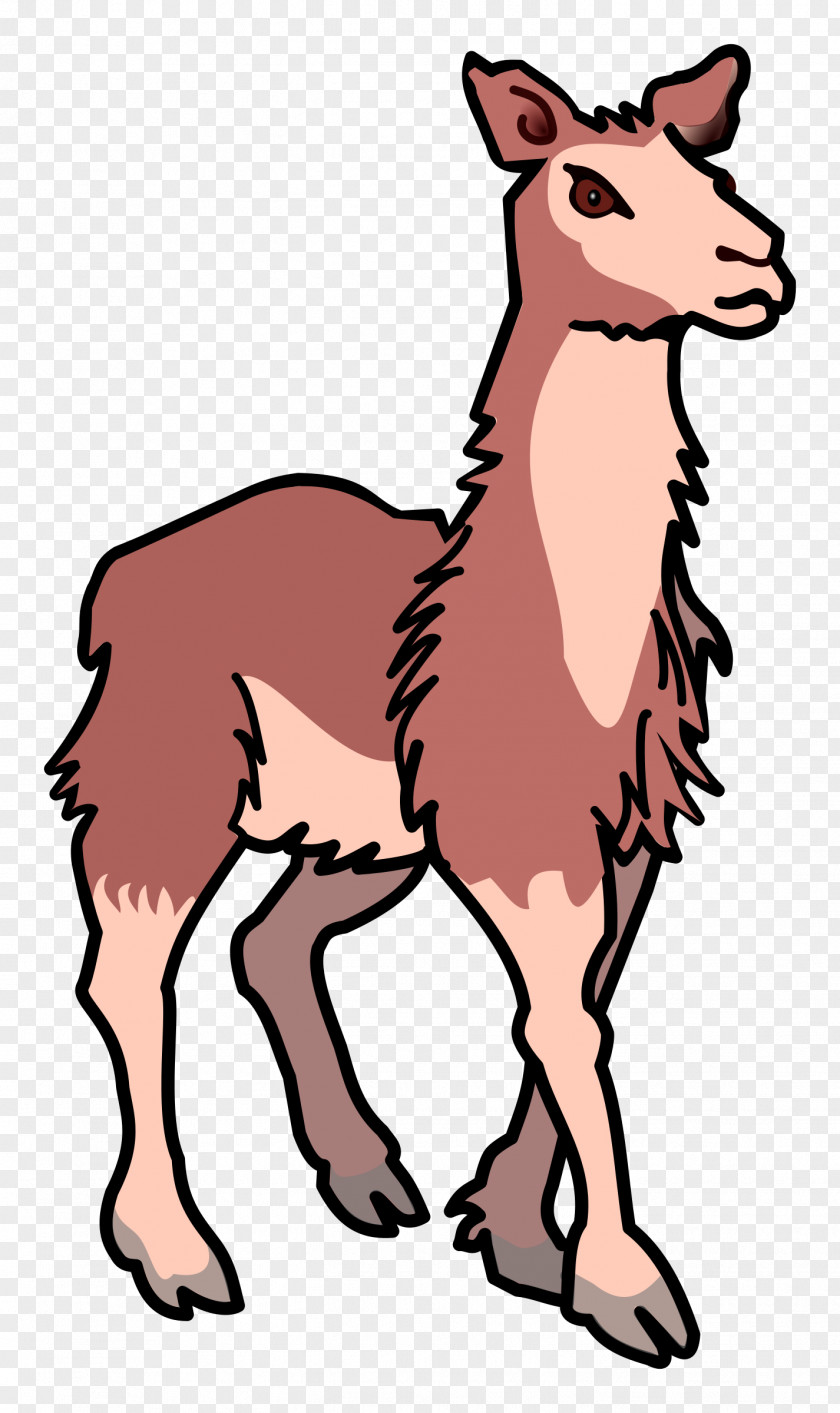 Llamas Llama Public Domain Clip Art PNG