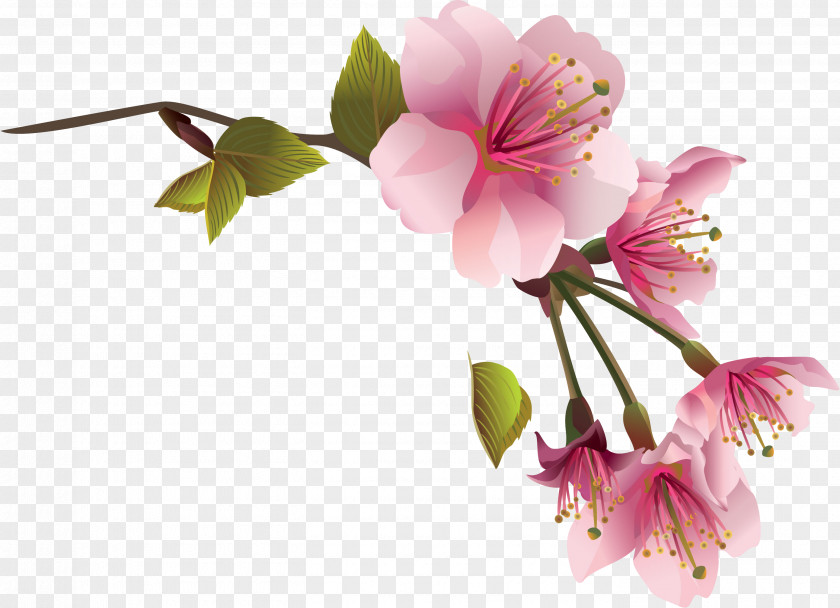Spring Flower Magnolia Clip Art PNG