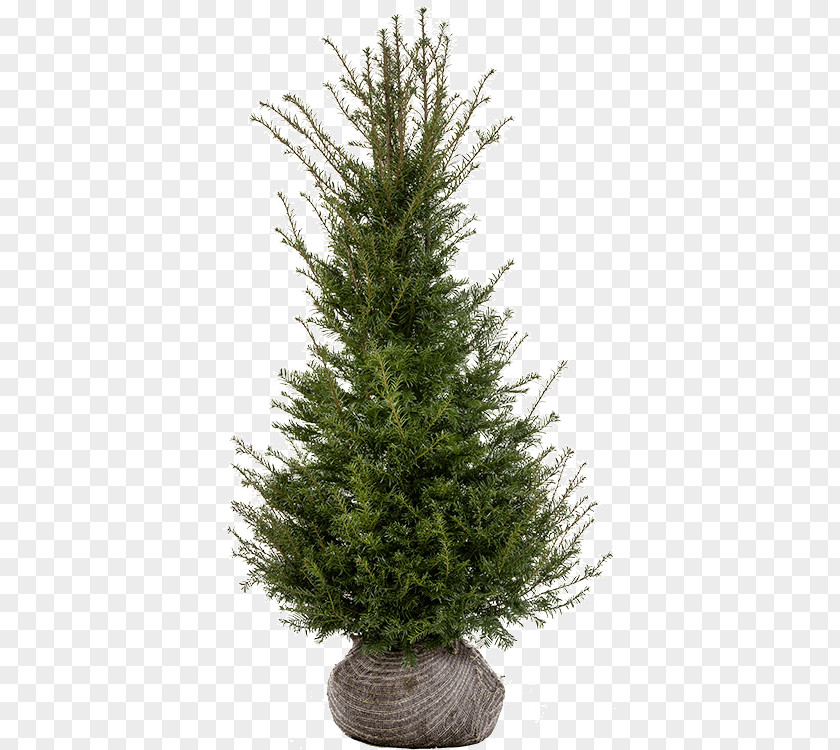 Taxus Baccata Spruce Fir Pine Christmas Tree Larch PNG