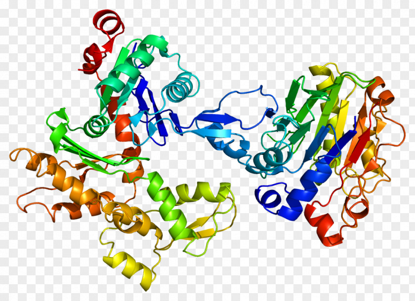 Beta-actin ACTA2 Protein Structure PNG