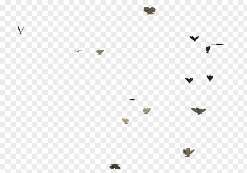 Butterflies Swarm Line Black And White Angle Point PNG