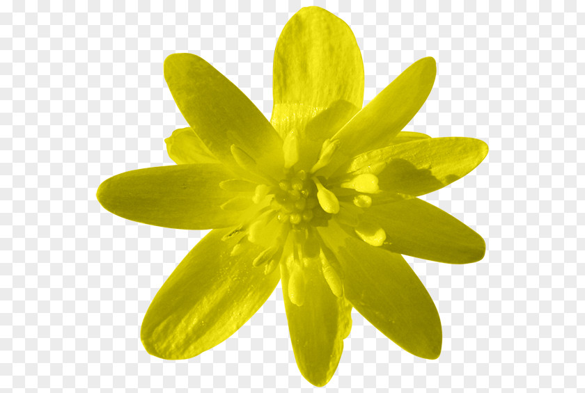 Flower Yellow Petal Orange PNG