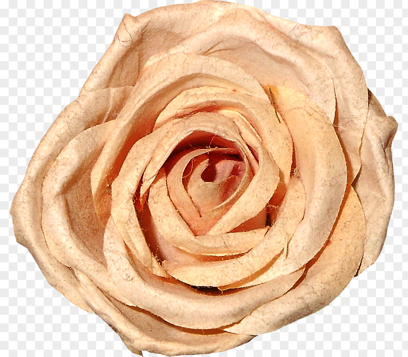 玫瑰花 Garden Roses Beach Rose Cut Flowers Love You Forever PNG