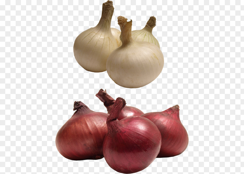 Garlic Red Onion Yellow Shallot Clip Art PNG