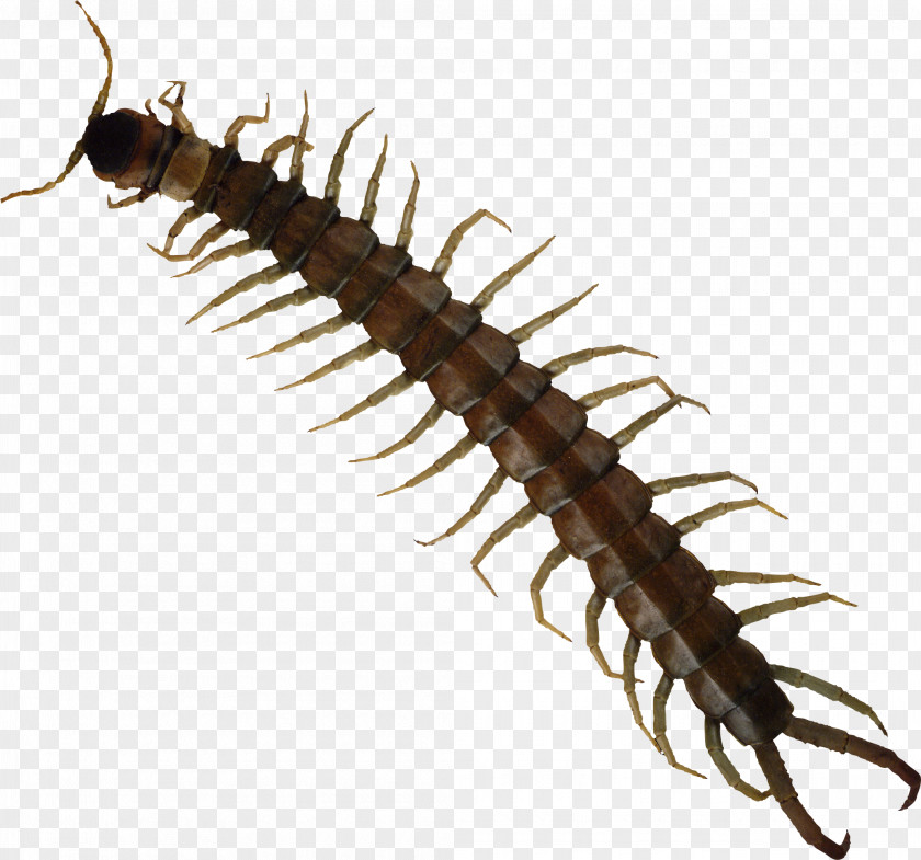 Insect Scolopendra Gigantea House Centipede Bite Millipede PNG