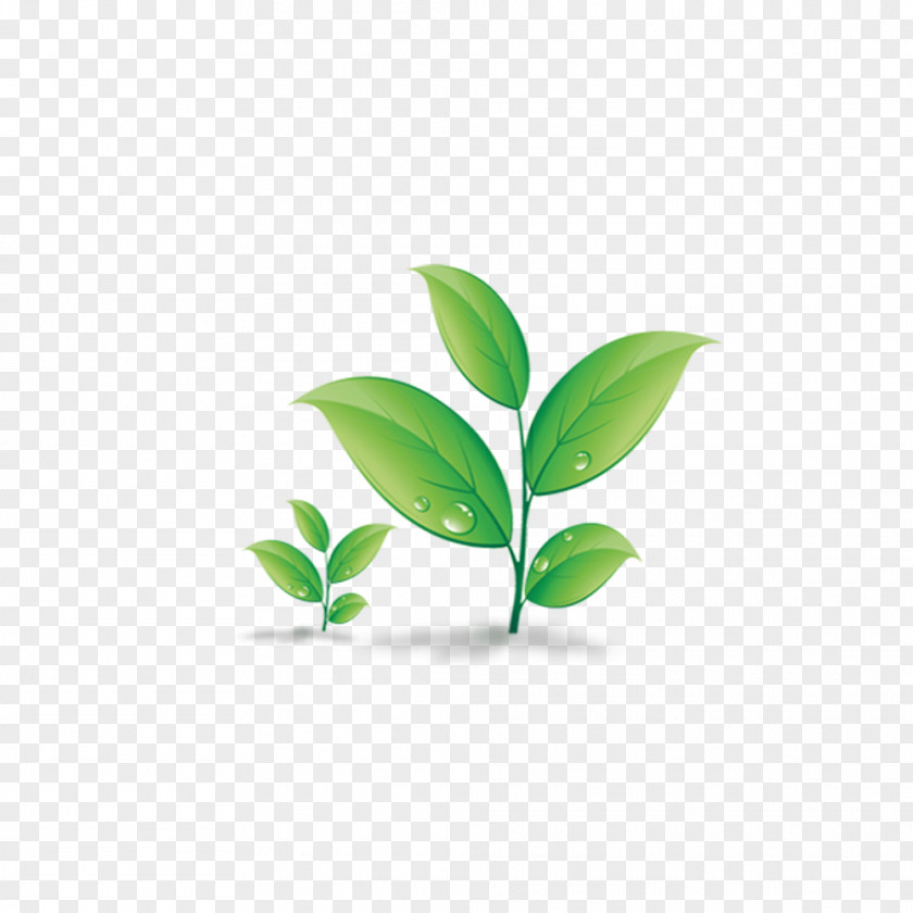 Leaves Of Grass Download PNG