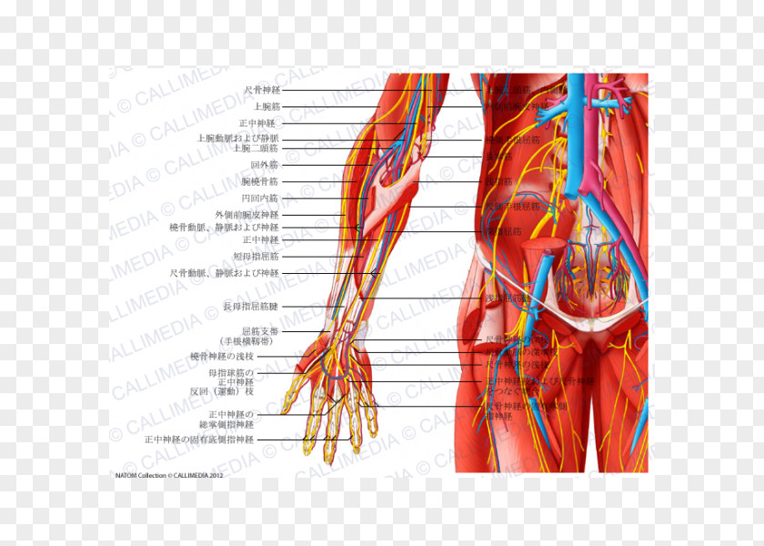 Nerve Muscle Anatomy Pelvis Muscular System PNG