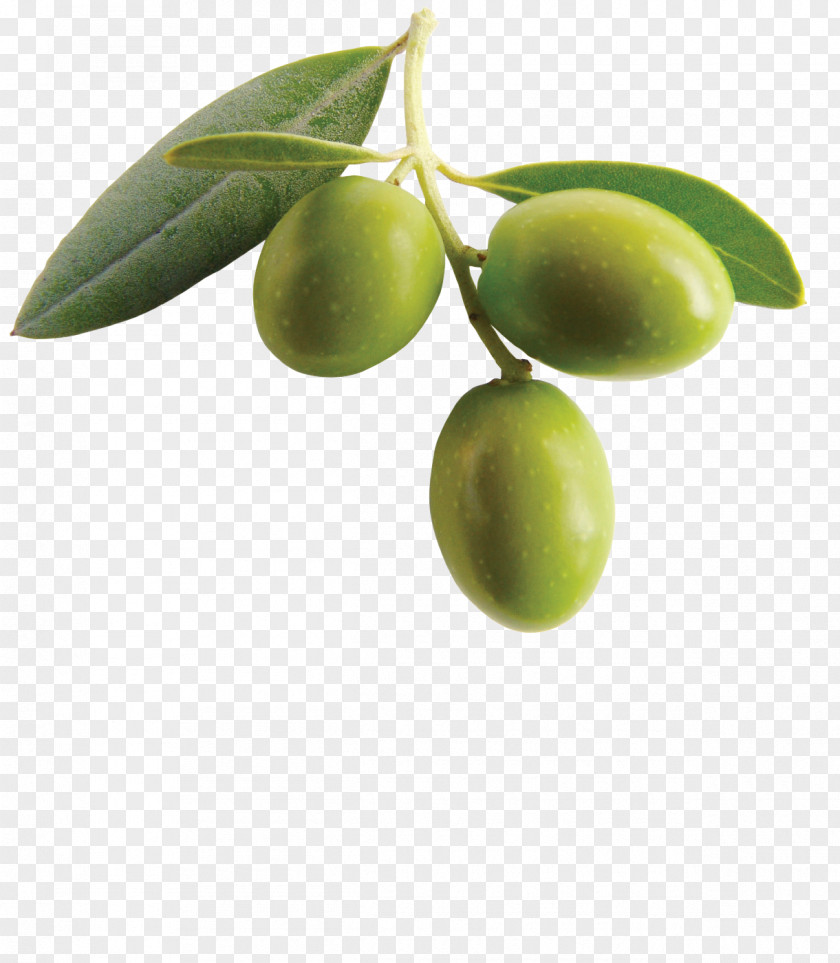Olive Clipart Mediterranean Cuisine Kalamata Oil Greek PNG