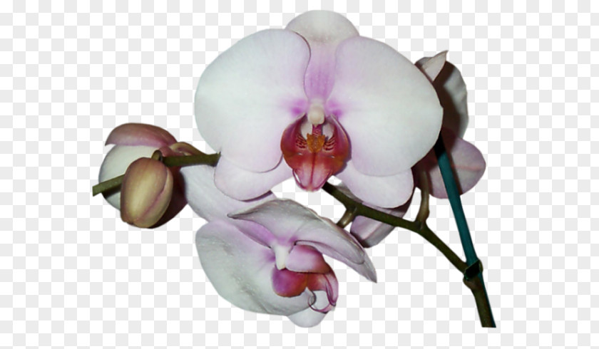 Phalaenopsis Equestris Cut Flowers Orchids Petal Asia 2000 Orchidee Blanche PNG