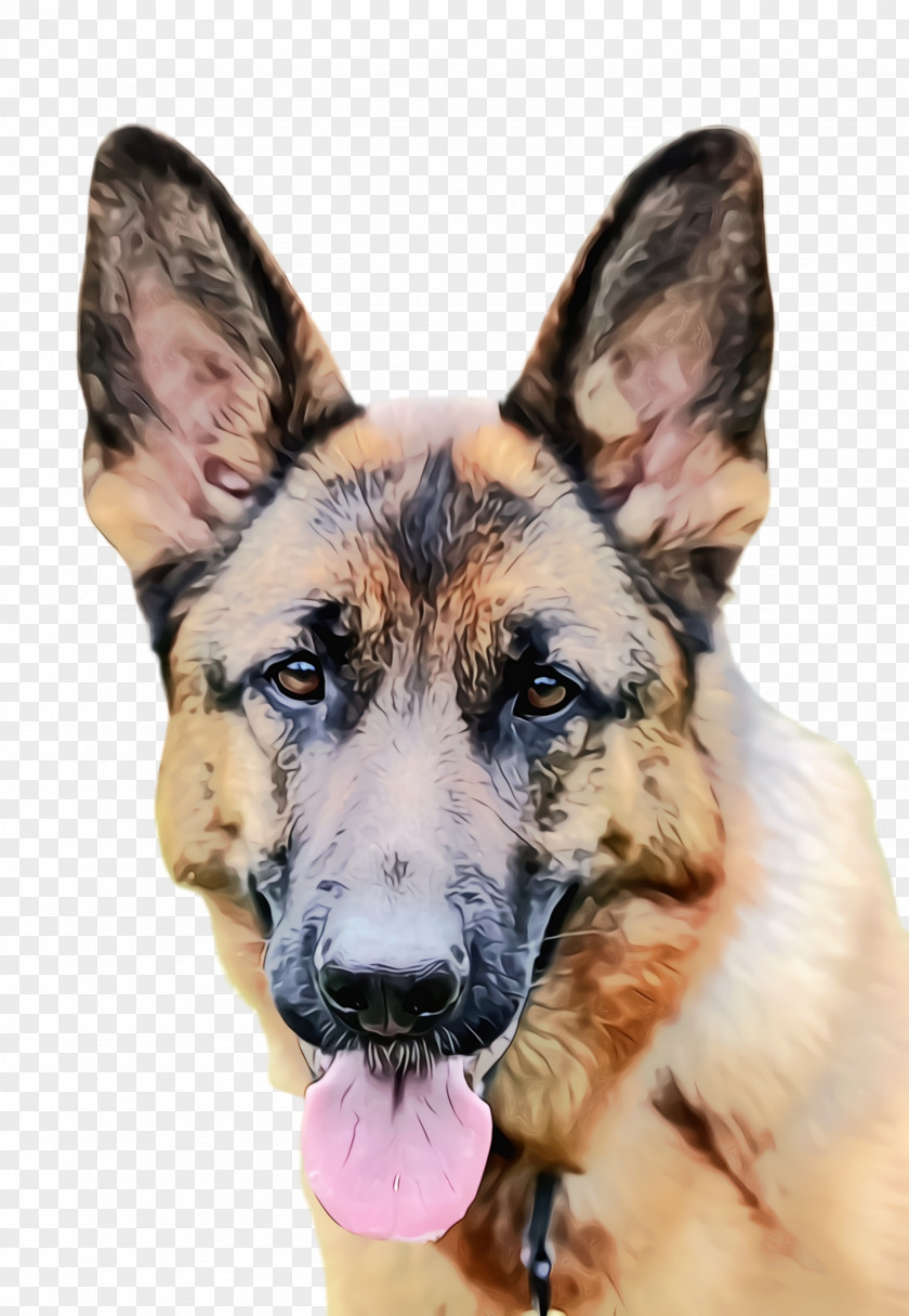 Police Dog Shiloh Shepherd Cute PNG