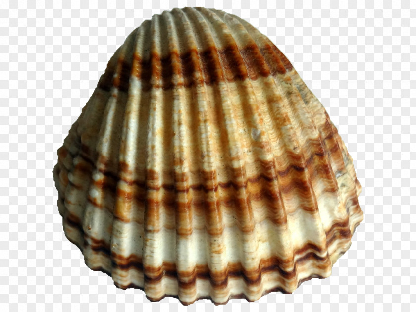 Seashell Rough Cockle Clam Bivalvia Conchology PNG
