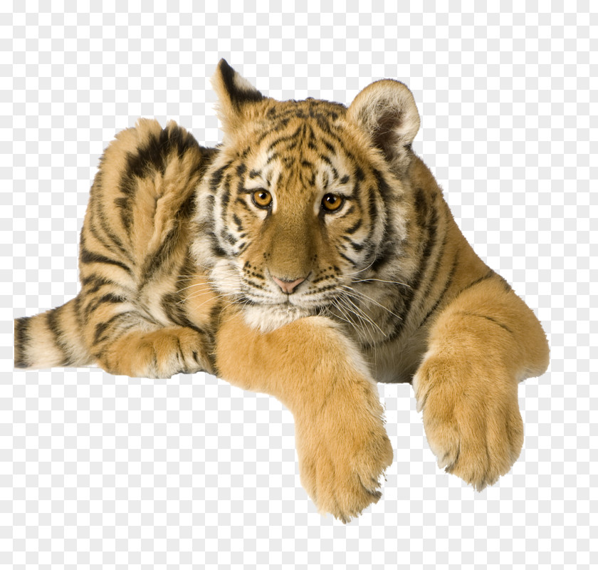 Tiger Lion Cat Penguin PNG