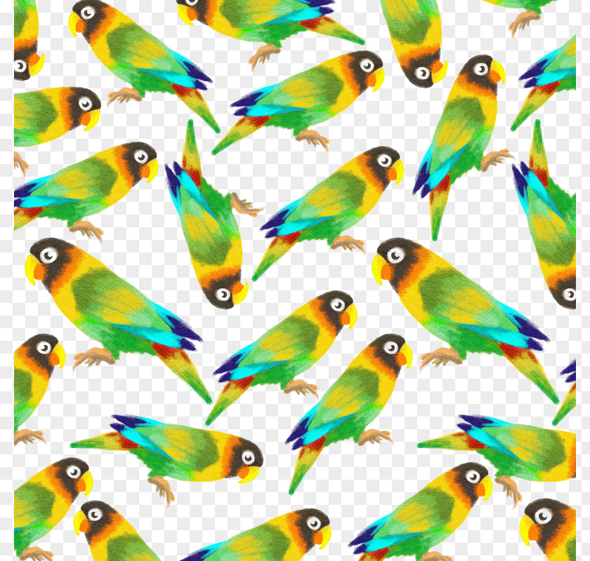 Vector Parrot Budgerigar Amazon Lovebird PNG