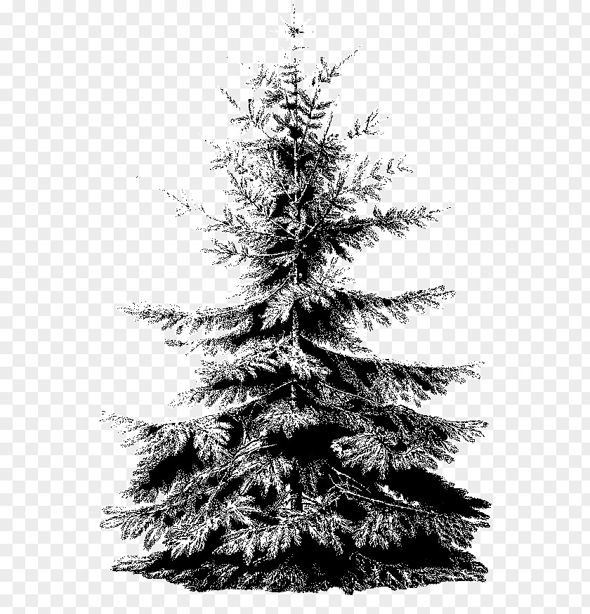 Christmas Tree Synthesis Spruce Ornament PNG
