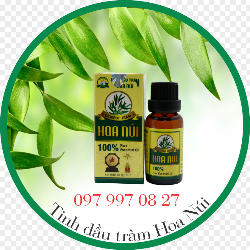 Ielts Logo Cajeput Oil Essential Health Morning Day PNG
