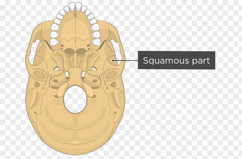 Skull Pterygoid Processes Of The Sphenoid Hamulus Medial Muscle Lateral Bone PNG