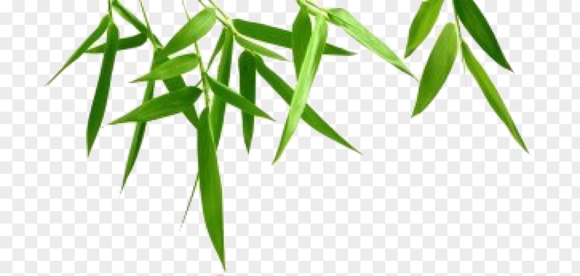 Bamboo Leaf Transparent Background Photography PNG