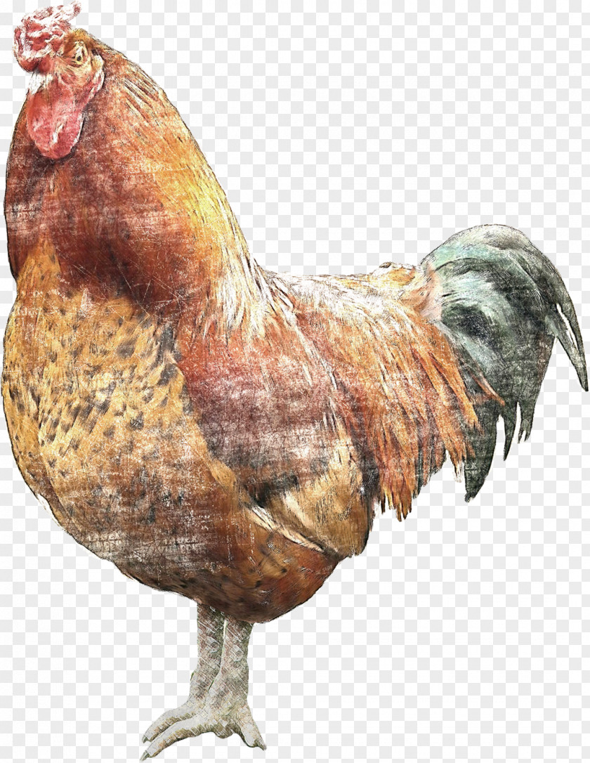 Cottage Brahma Chicken Rooster Wyandotte Fowl Phasianidae PNG