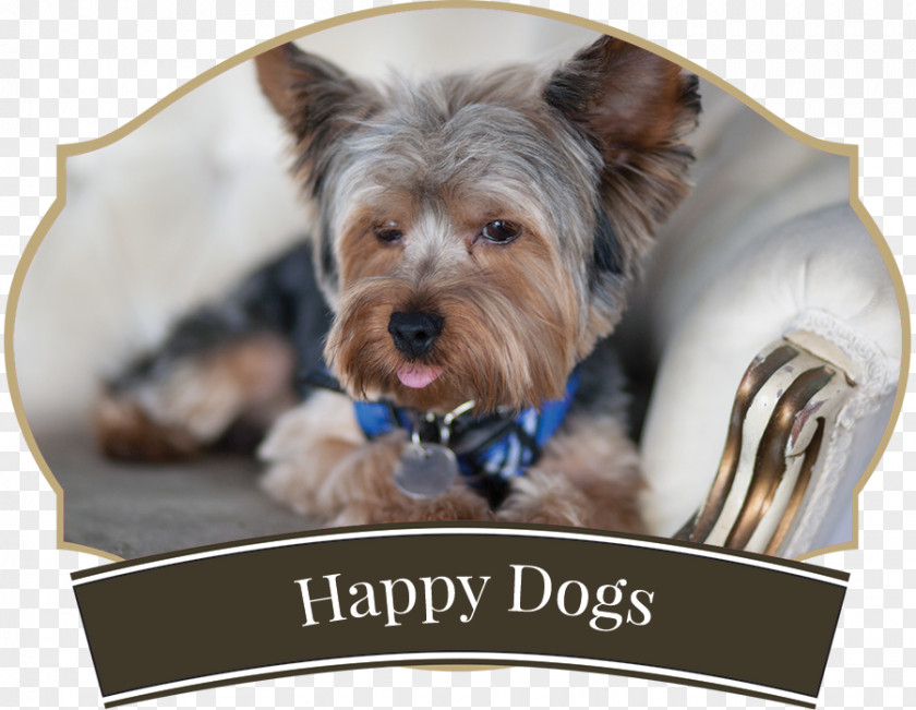 Happy Dog! Yorkshire Terrier Australian Silky Puppy Pet Sitting Companion Dog PNG